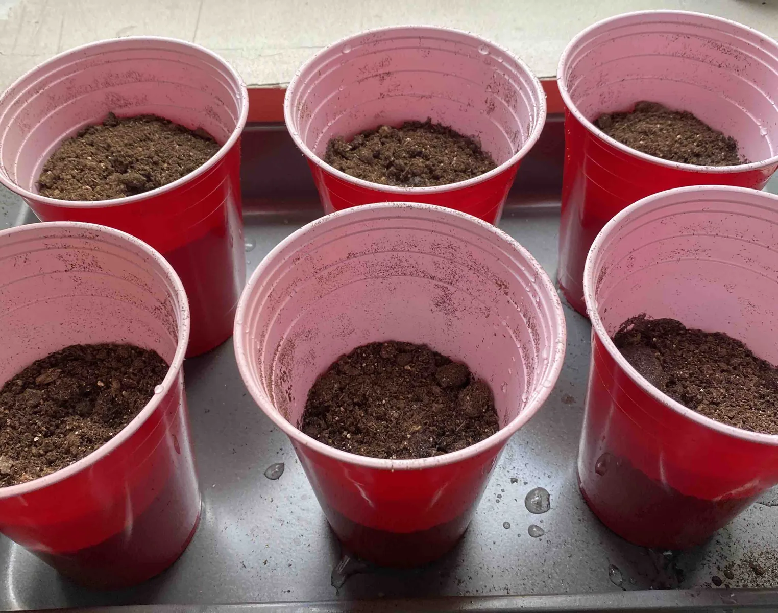 Six red cups of soil planted with basil seeds