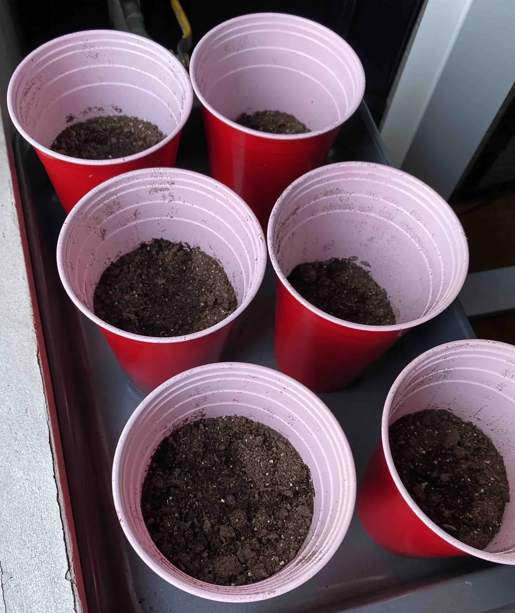 Basil seed cups beside a window before sprouts appear