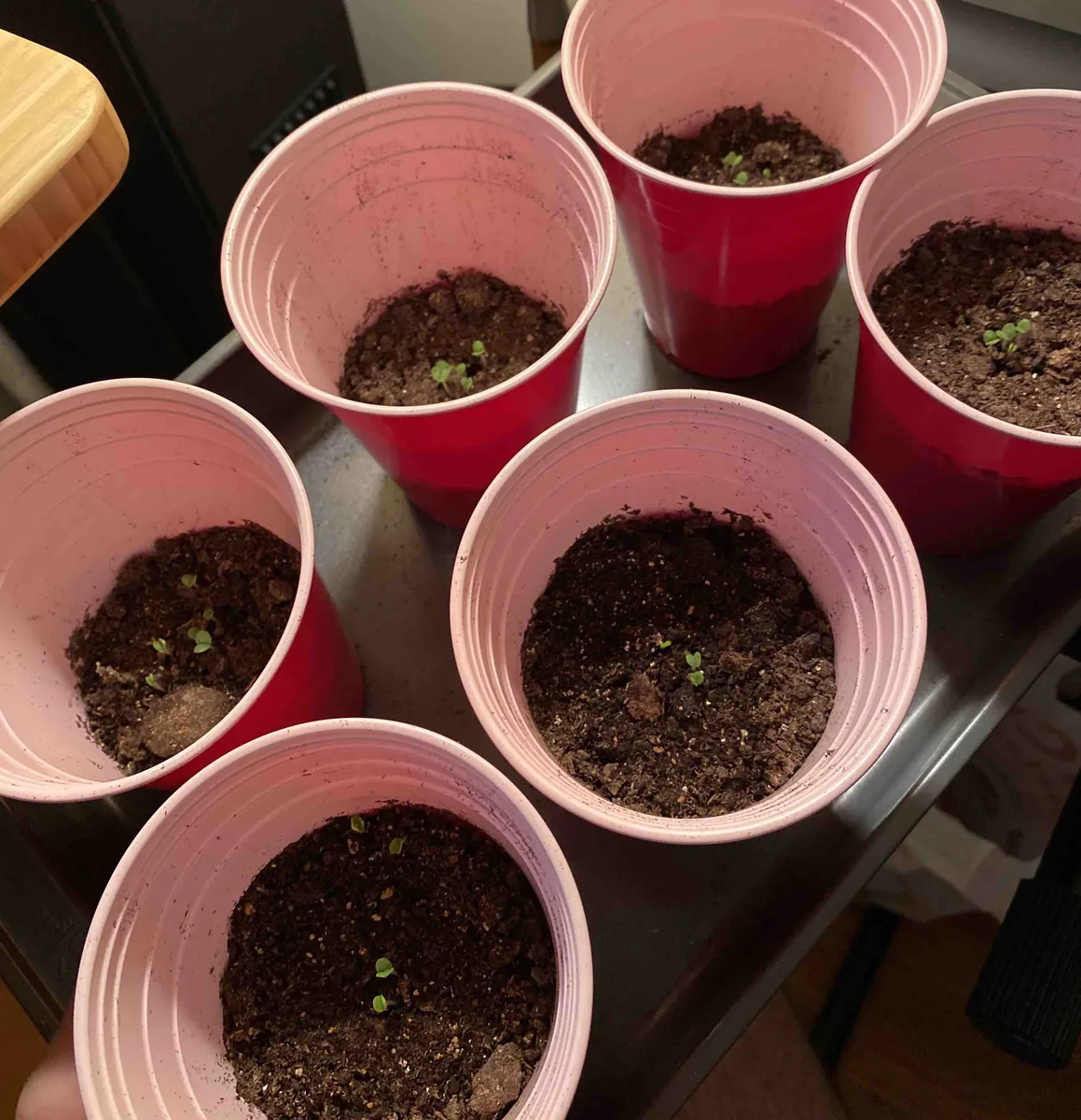 Tiny basil sprouts emerging from the soil in red cups
