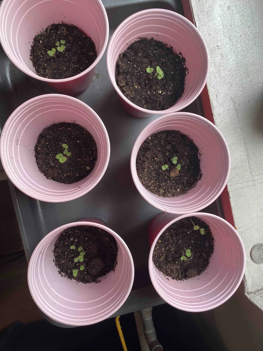 Basil seedlings with their first pairs of green leaves