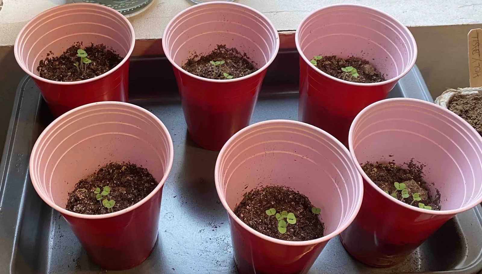Basil seedlings growing taller beside the window