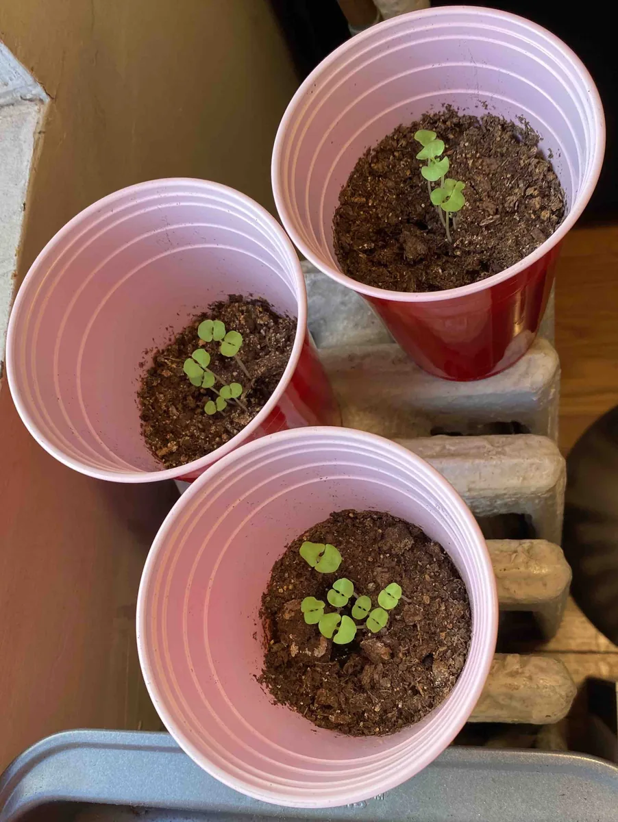 Three cups of basil seedlings with taller stems and green leaves